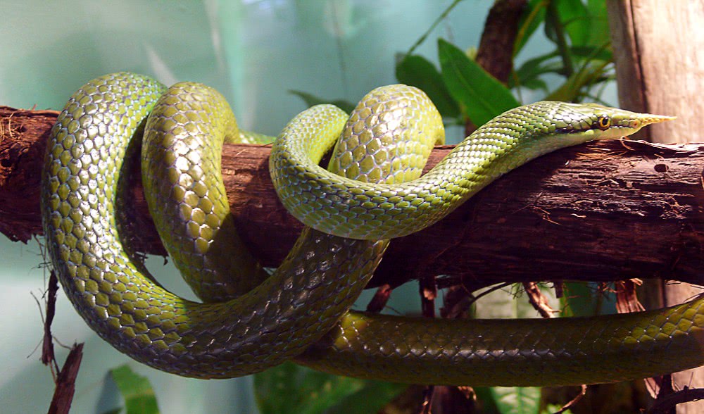 Vietnamese Long-Nosed Snake  Rhynchophis boulengeri