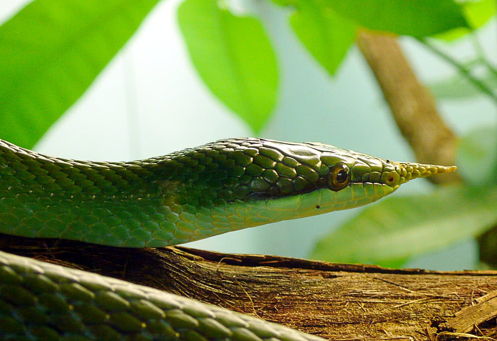Vietnamese Long-Nosed Snake  head