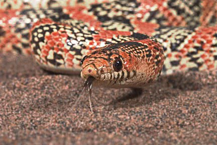 Western  Long nosed snake USGS