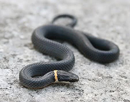 northern ringnecked snake