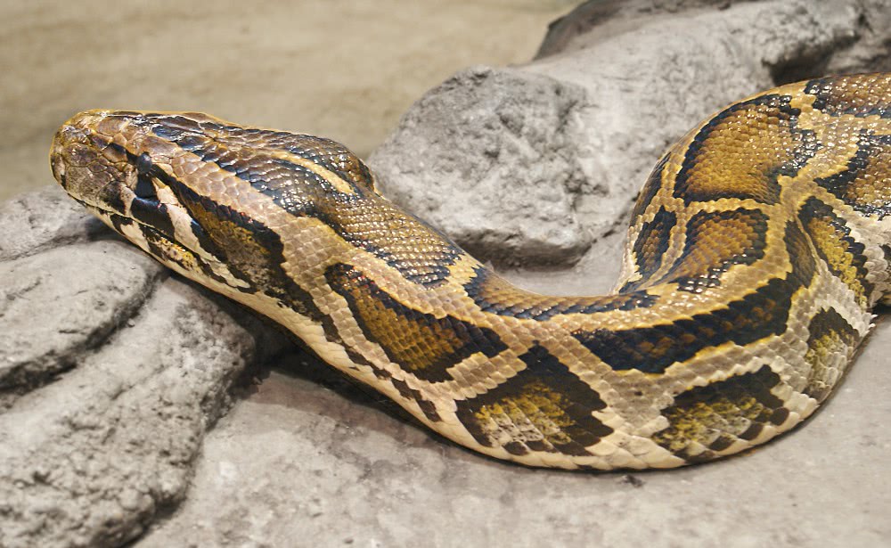 Burmese python  Python molurus bivittatus