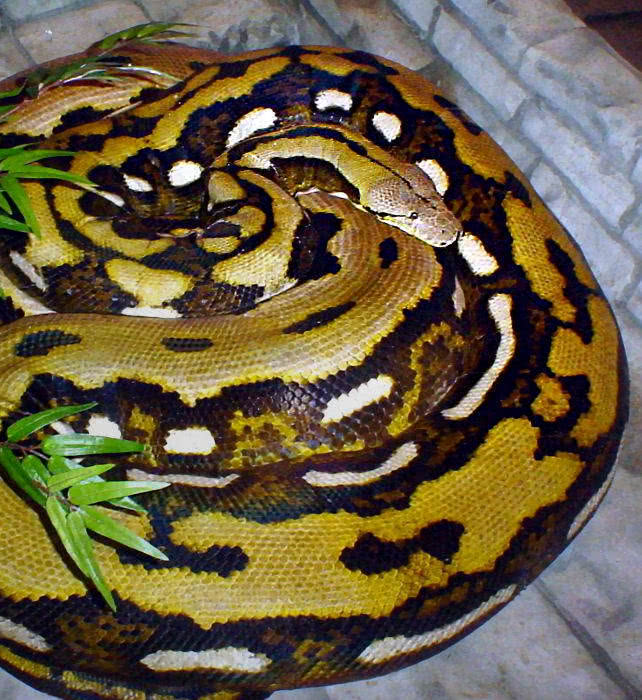 Fluffy Snake  Python reticulates