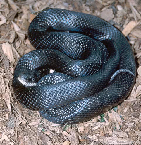 eastern rat snake coiled