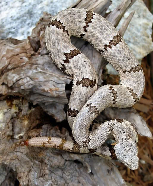 mottled rock rattlesnake