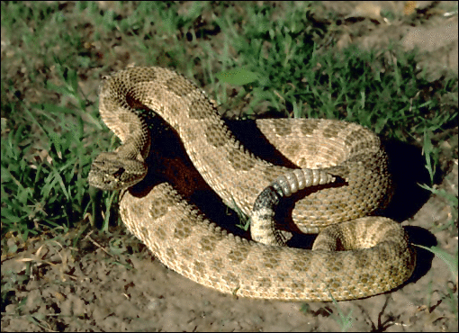prarie rattlesnake 2