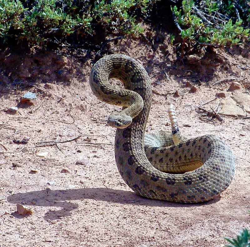 Prarie rattlesnake