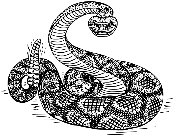 Rattlesnake lineart