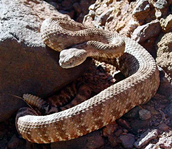 SouthWest Speckled Rattlesnake