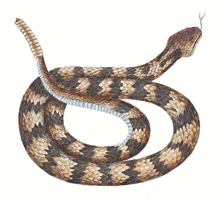 rattlesnake clipart