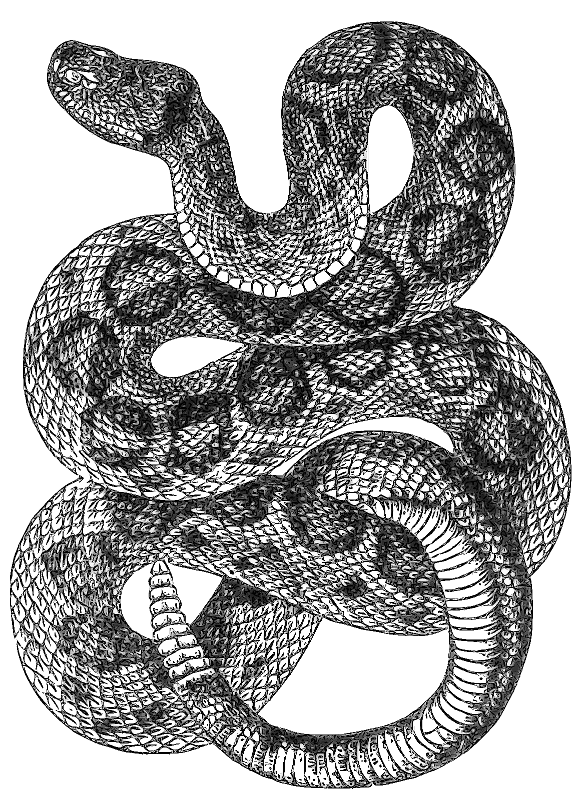 rattlesnake drawing