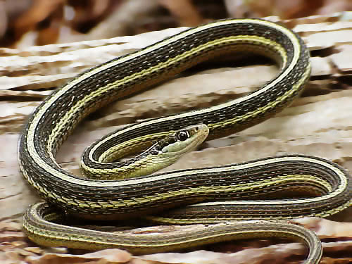 Eastern Ribbon snake 2