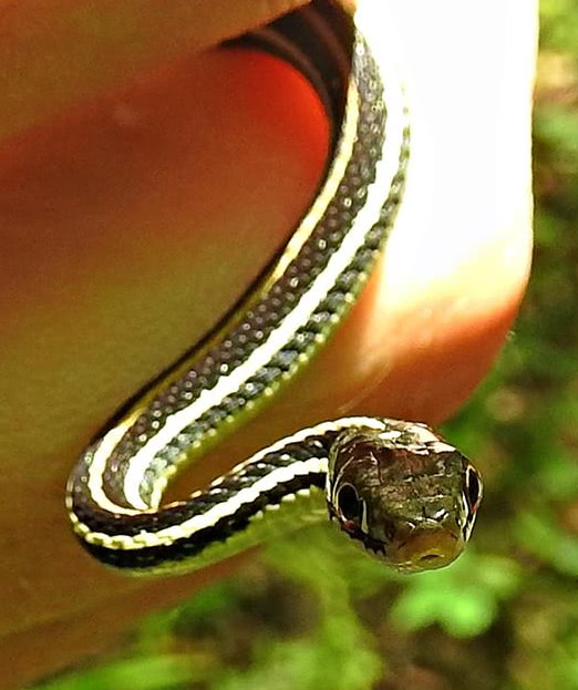 Ribbon snake closeup
