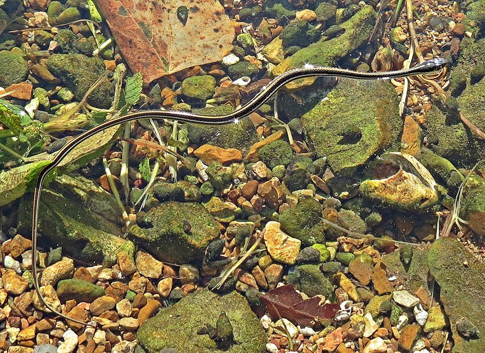 Ribbon snake swimming