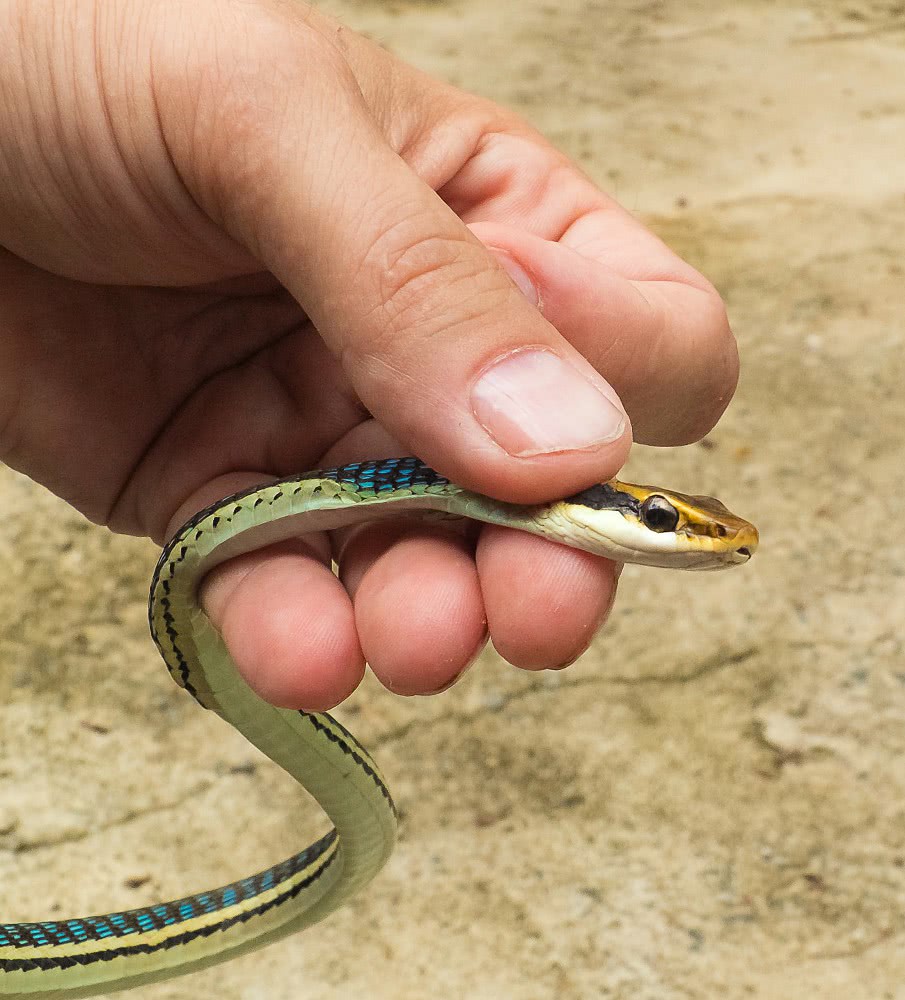 small snake in hand
