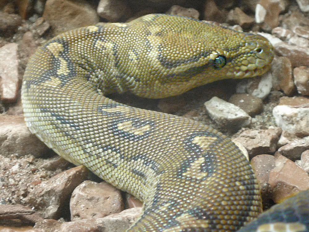 Angolan dwarf python  Python anchietae