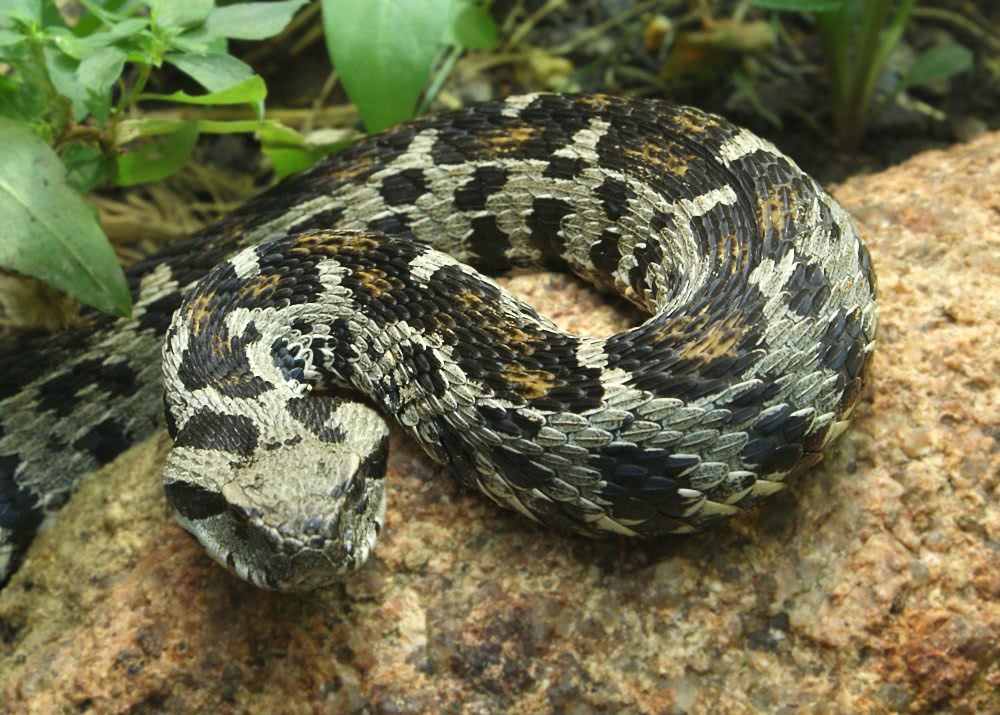 Ocellated Mountain Viper