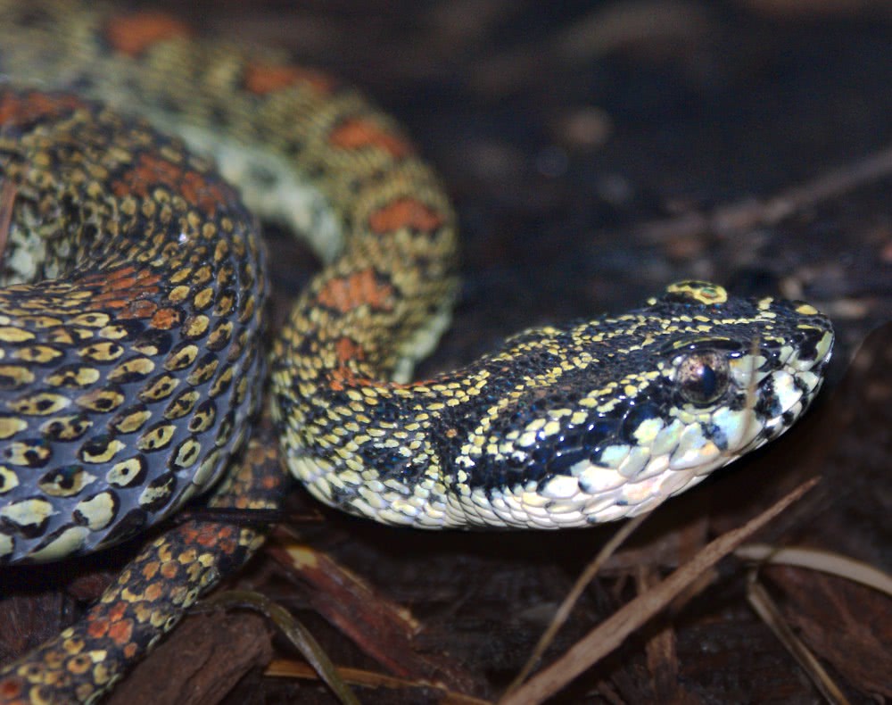 Red spotted pitviper