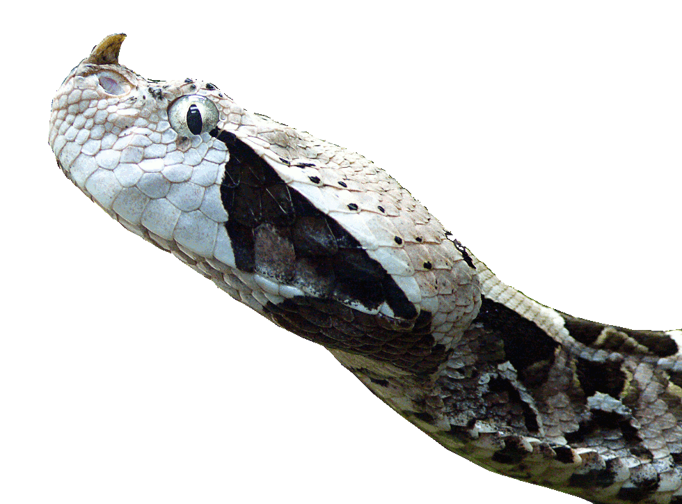 West African gaboon viper  isolated