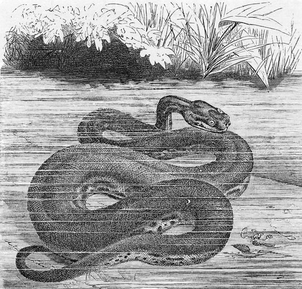 wart snake in water