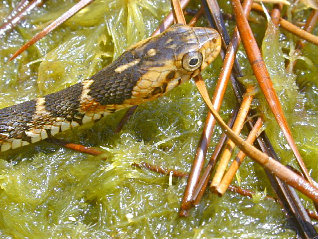 Banded Watersnake USGS