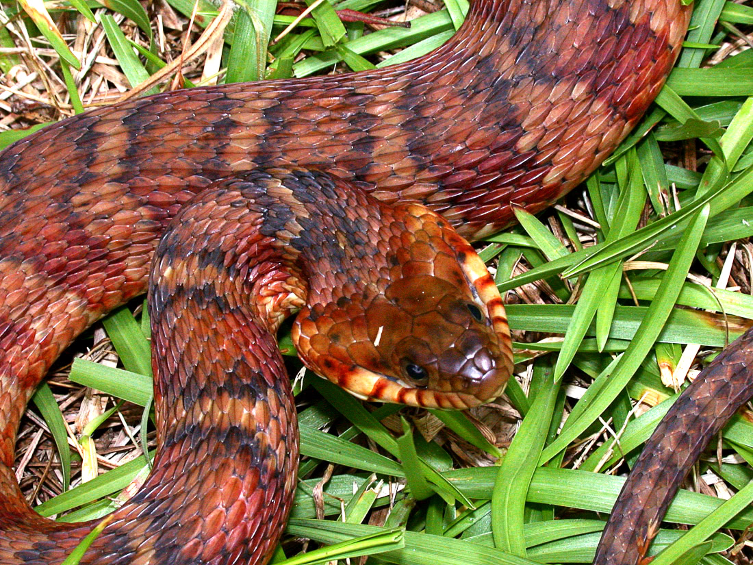 Banded water snake  Nerodia fasciata
