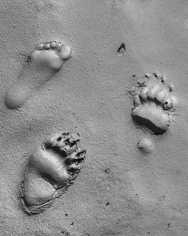 human and Bear tracks