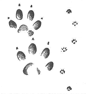 racoon dog tracks