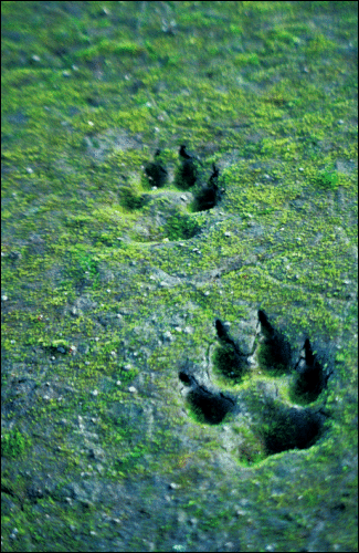 wolf tracks