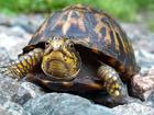 turtle/