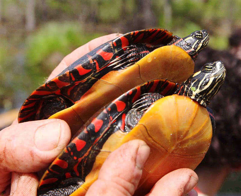 Blandings turtles