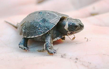 Bog turtle hatchling