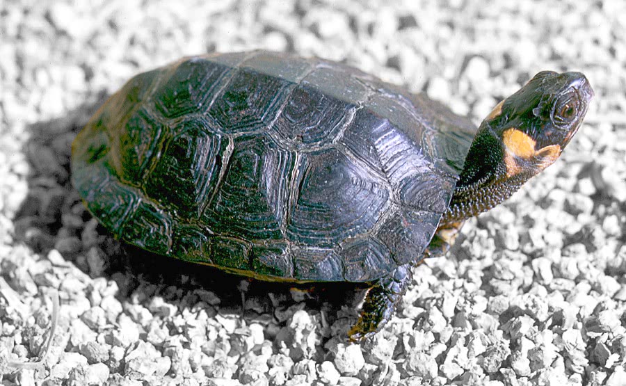 Bog turtle juvenile
