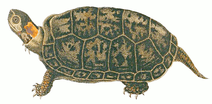 Bog turtle vintage
