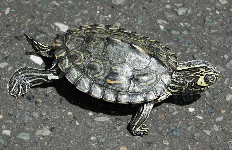 Barbours map turtle  graptemys barbouri