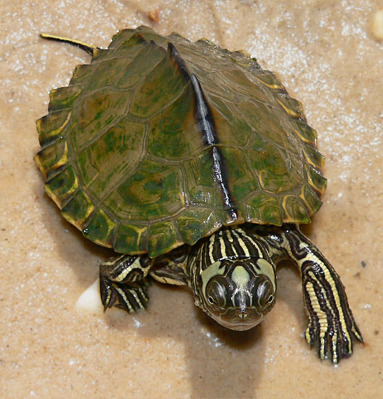 Escambia map turtle  graptemys ernsti