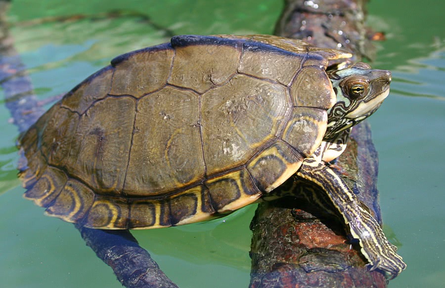 pearl River map turtle  graptemys pearlensis
