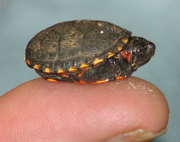 Eastern Mud Turtle hatchling