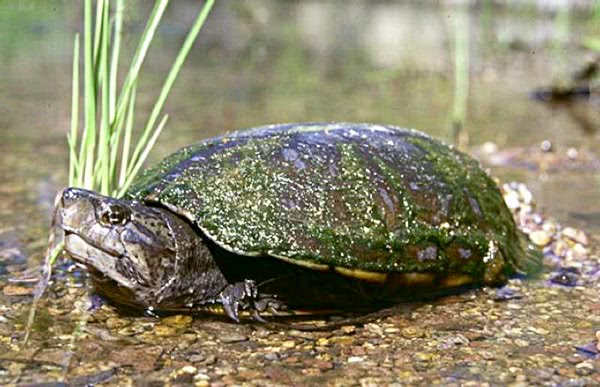 Sonora Mud turtle 2