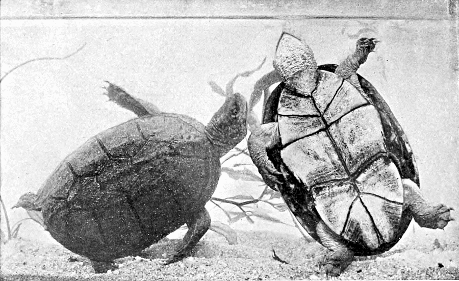 Sonora Mud turtles  Kinosternon sonoriense