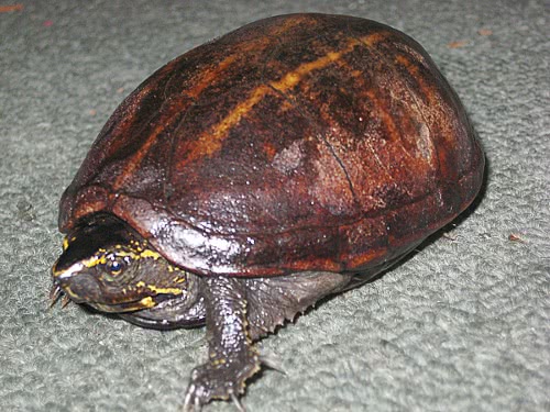 Striped mud turtle  Kinosternon baurii