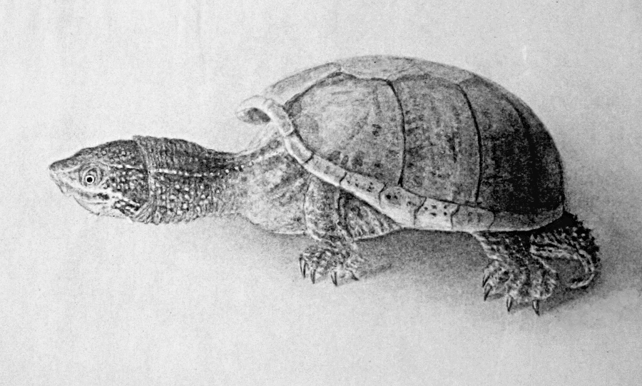 Common Musk turtle  Sternotherus odoratus