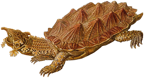 prehistoric-spiked-turtle