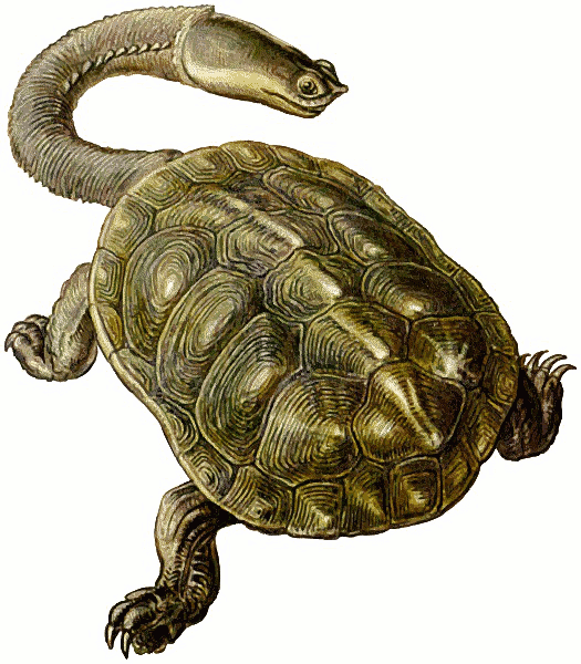 prehistoric turtle long neck