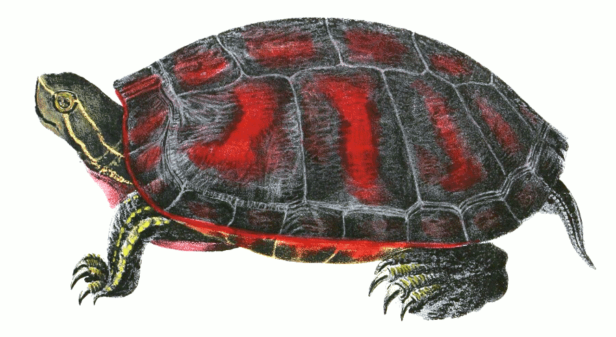 Northern Red-bellied Turtle