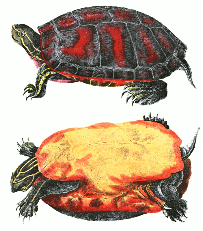 Northern Red-bellied Turtle  pseudemys rubriventris