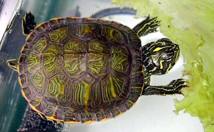 Northern red bellied cooter hatchling