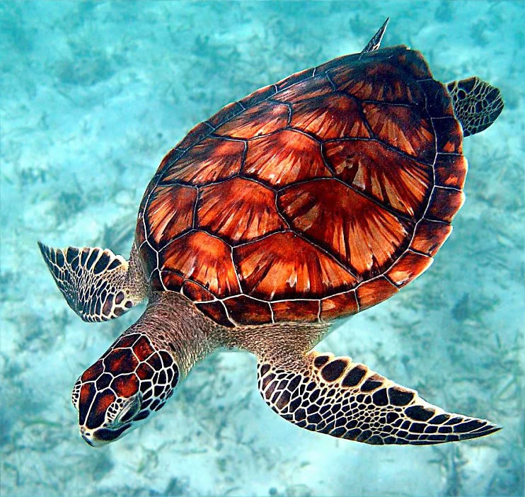 Green Sea turtle
