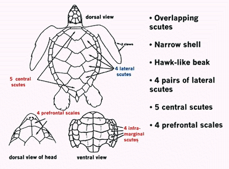 Hawksbill sea turtle diagram