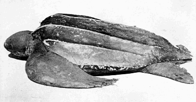 Leatherback  Dermochelys coriacea