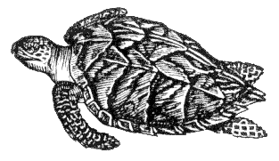 hawksbill turtle